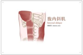 腹内斜肌社会公益展板素材