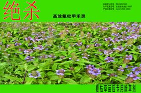 夏枯草绝杀