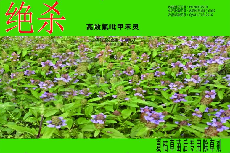 编号：37003710221548243406【酷图网】源文件下载-夏枯草绝杀