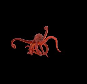 海洋生物