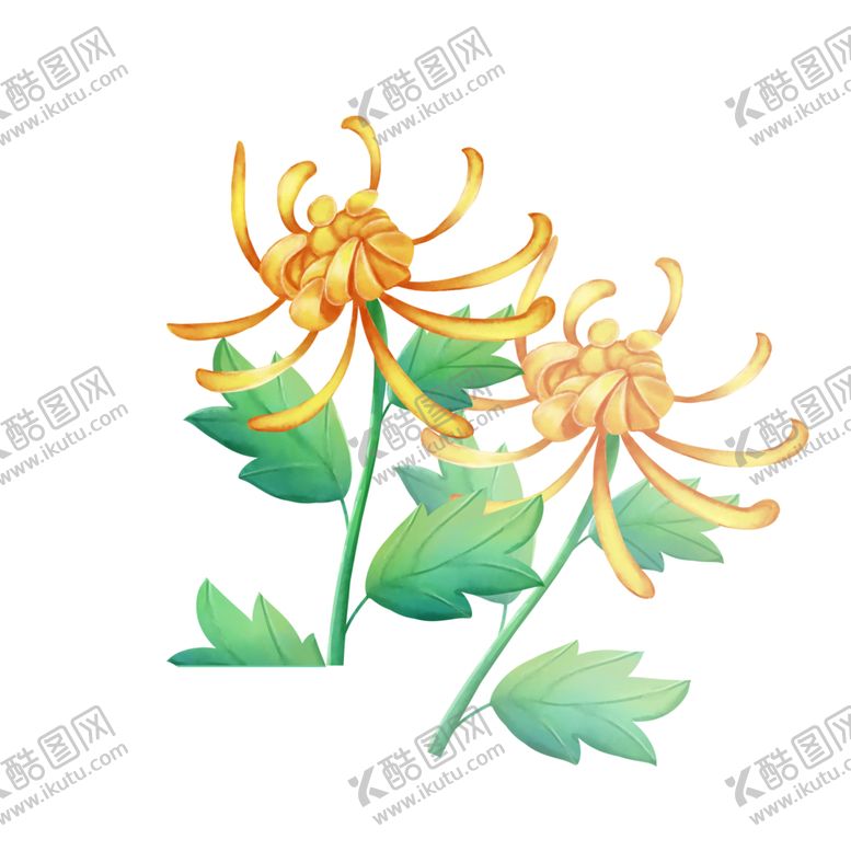 编号：20386810170036264741【酷图网】源文件下载-菊花素材