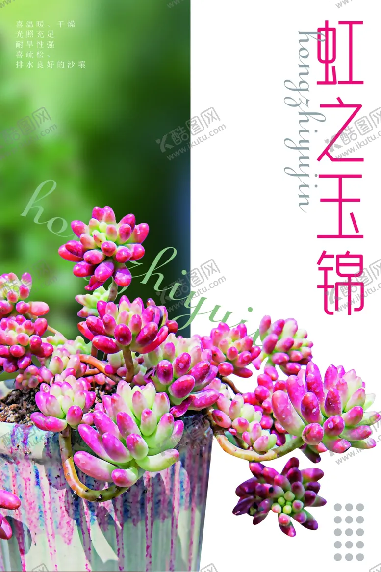编号：34937002191029251263【酷图网】源文件下载-多肉植物海报