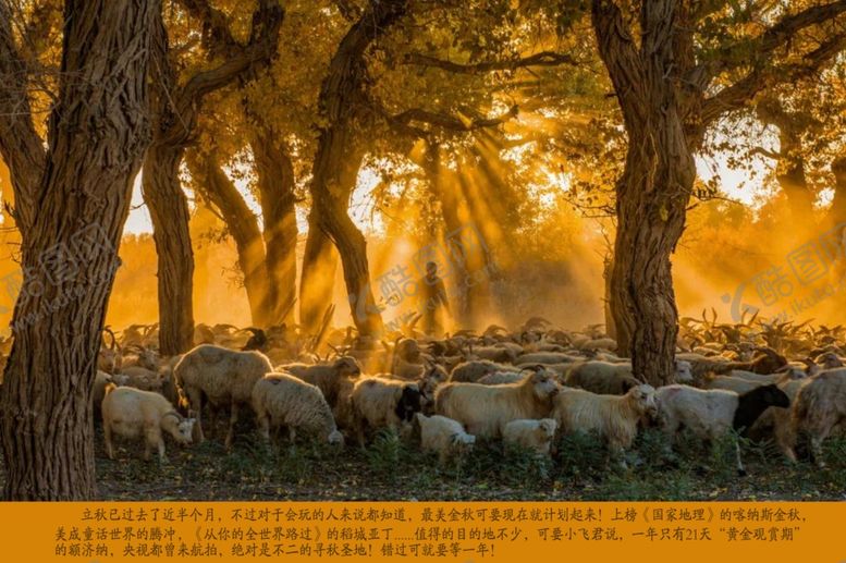 编号：89110205042207203286【酷图网】源文件下载-最美金秋