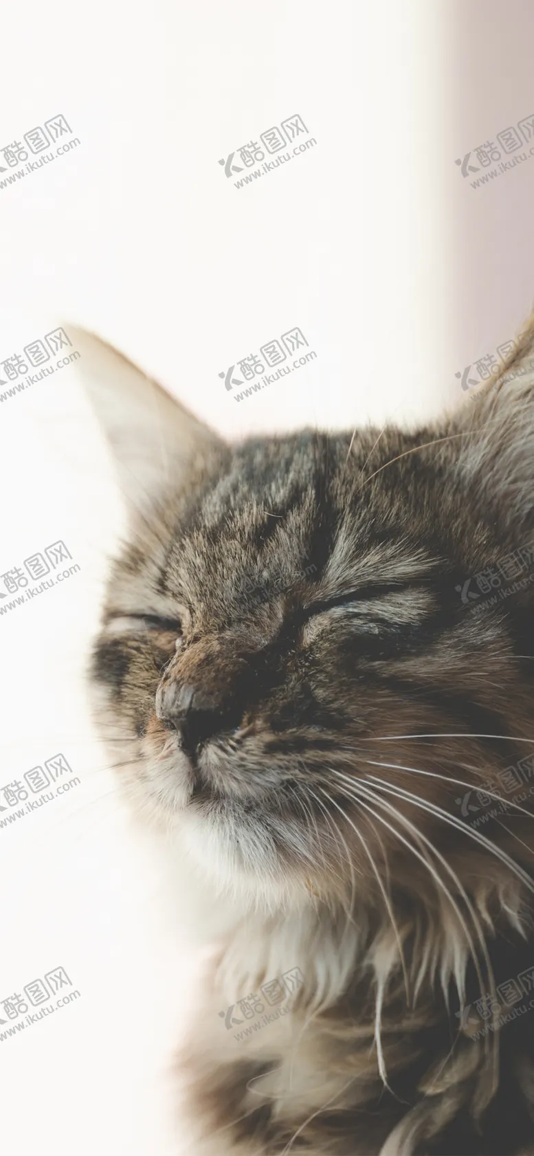 编号：56567306270650373660【酷图网】源文件下载-手机壁纸