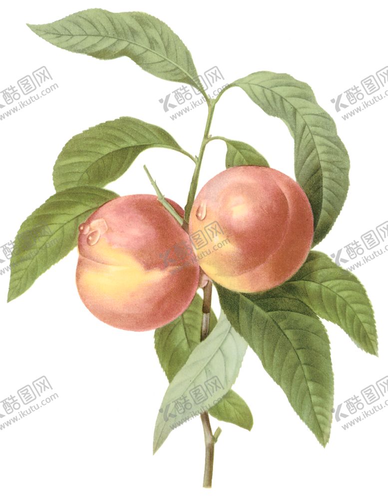 编号：66189610101624343858【酷图网】源文件下载-植物花卉油画装饰画