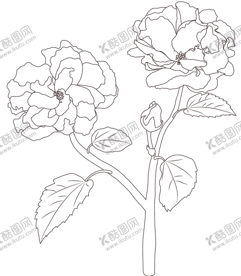 编号：49644412101513391987【酷图网】源文件下载-芙蓉花
