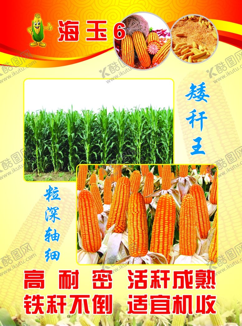 编号：74513109130832423660【酷图网】源文件下载-海玉6玉米种