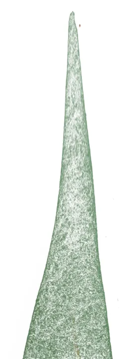 北欧小清新水彩植物图案