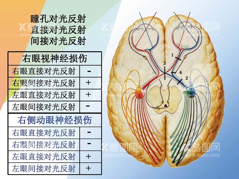 编号：34381811051201328650【酷图网】源文件下载-神经系统 