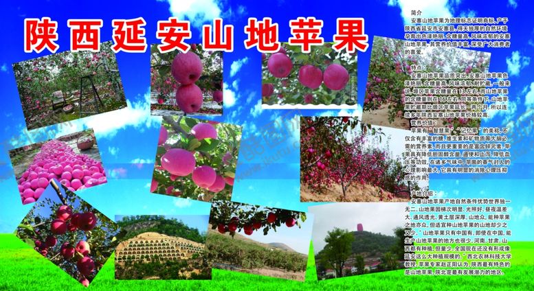 编号：13460501232113562995【酷图网】源文件下载-山地苹果