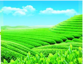 茶叶天空