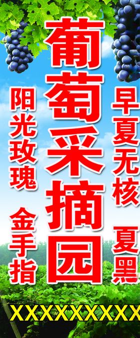 葡萄采摘园