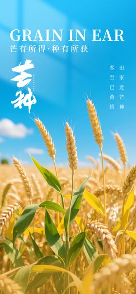 芒种