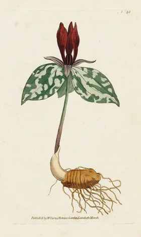 欧式复古色调花朵植物