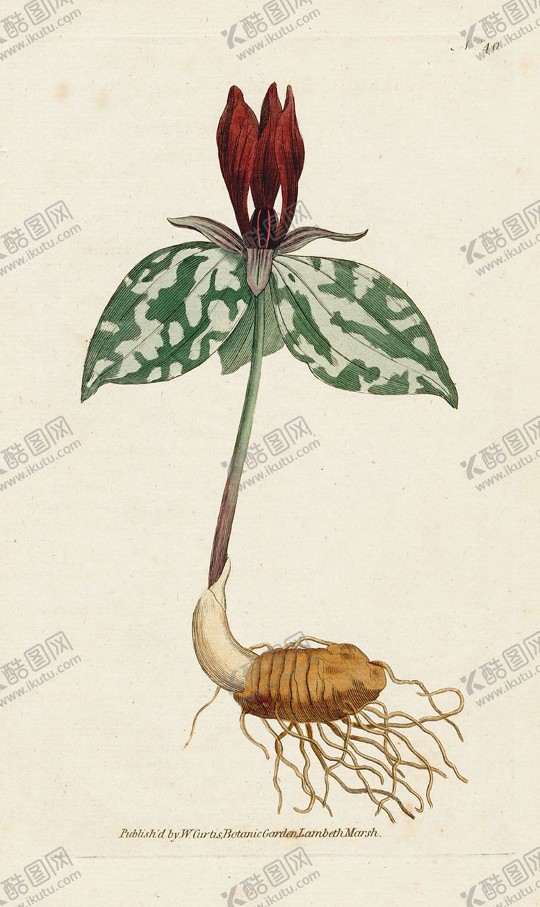 编号：90973711011428315253【酷图网】源文件下载-欧式复古色调花朵植物