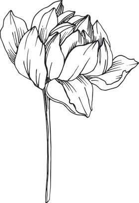 白描植物