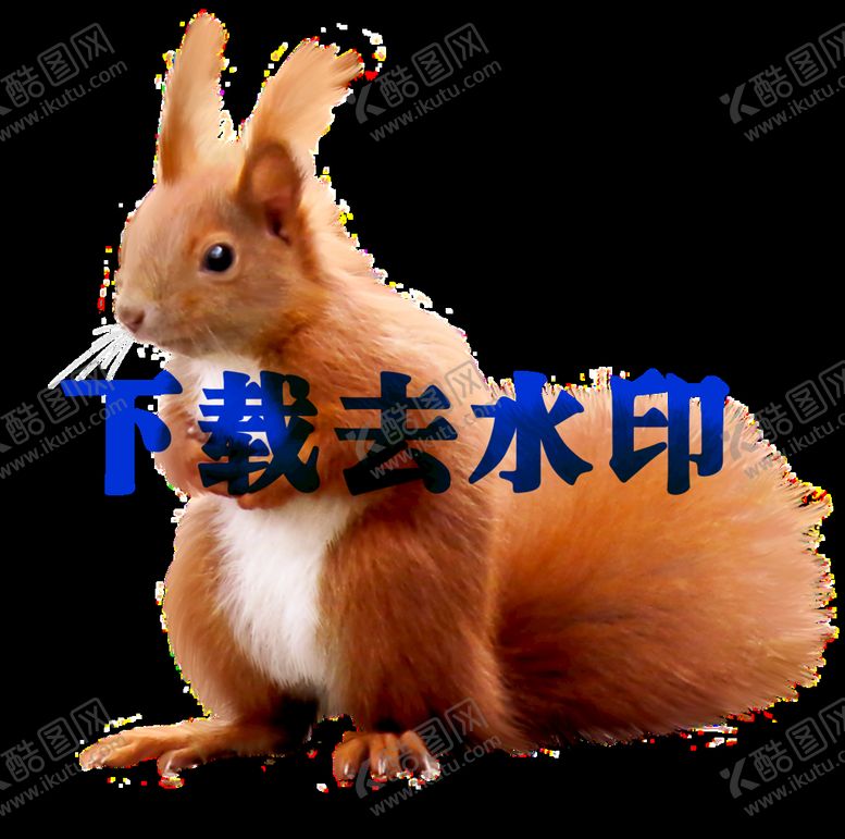 编号：29610709292020405176【酷图网】源文件下载-小松鼠高清PNG透明背景