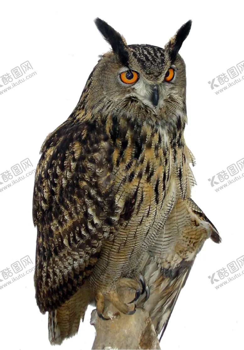 编号：38697305022005286311【酷图网】源文件下载-猫头鹰