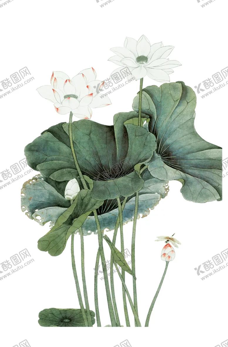 编号：88454007010221537060【酷图网】源文件下载-荷花