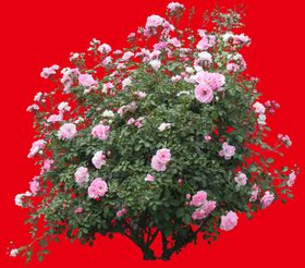 分层花