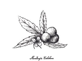 素描水果