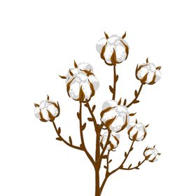 装饰植物棉花元素