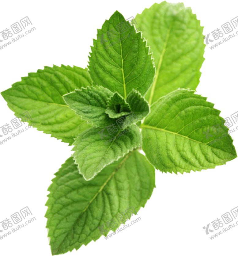编号：63086007062257037742【酷图网】源文件下载-薄荷
