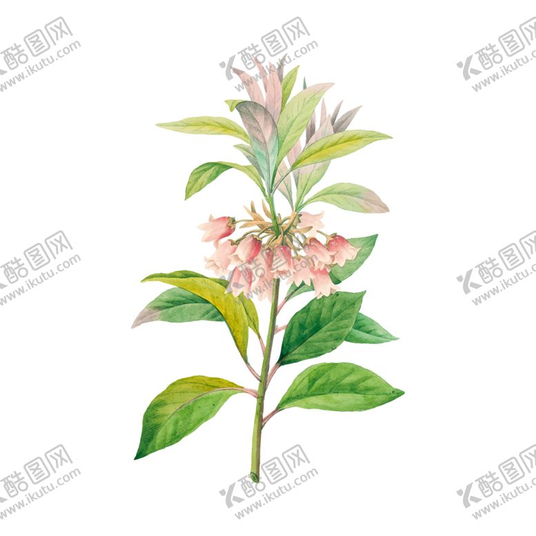 编号：61256409210103585350【酷图网】源文件下载-花卉插图