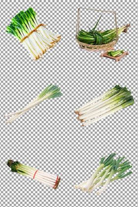 大葱