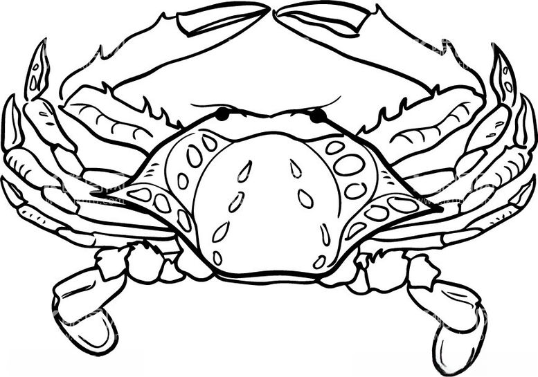 编号：98068302041643069763【酷图网】源文件下载-螃蟹