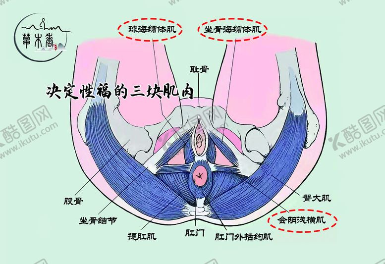 编号：27904109250914311762【酷图网】源文件下载-女性骨盆