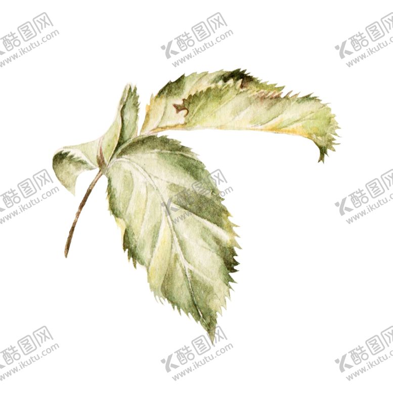 编号：71319907061755477308【酷图网】源文件下载-叶子