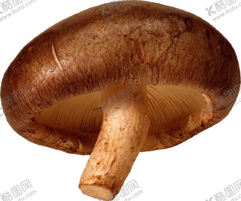 编号：82116110010537155296【酷图网】源文件下载-蘑菇
