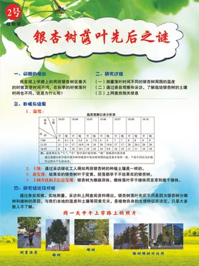 银杏树落叶研究