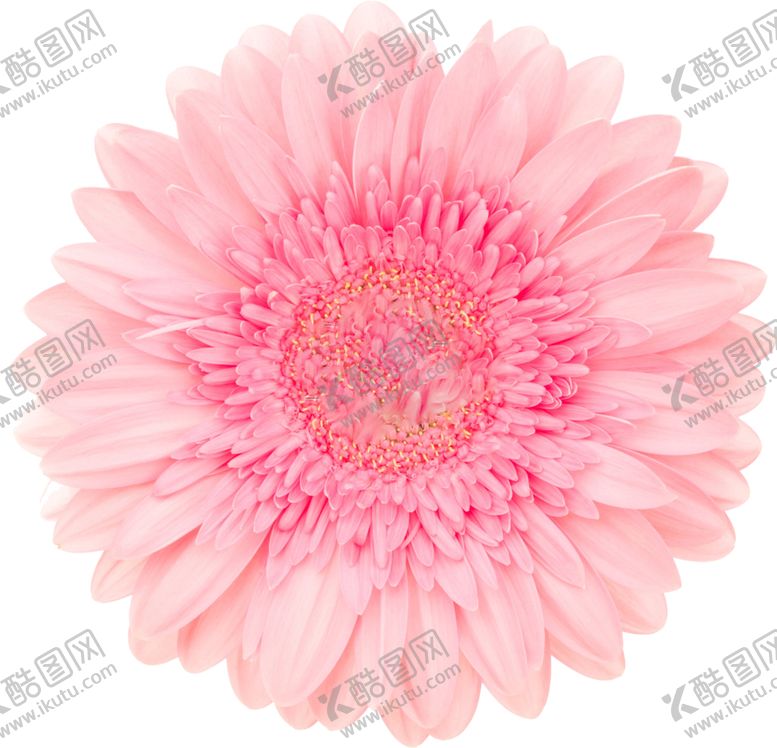 编号：46600709271646551488【酷图网】源文件下载-粉色花朵