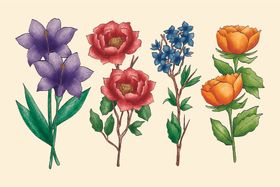 手绘鲜花