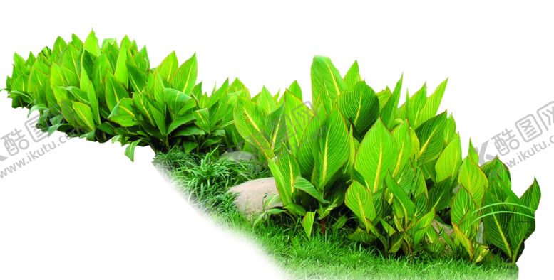 编号：75447110110340075858【酷图网】源文件下载-美人蕉成片