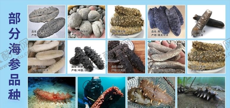 编号：22309105181155087636【酷图网】源文件下载-海参品种海报部分