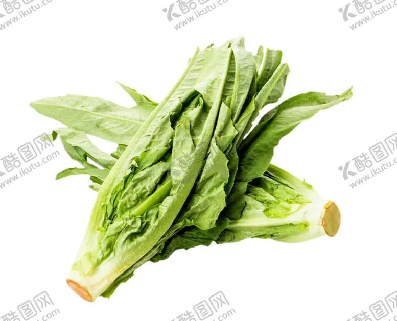 编号：25963201121633267873【酷图网】源文件下载-油麦菜