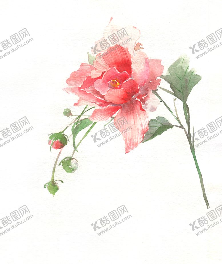 编号：75312905130343097925【酷图网】源文件下载-水彩玫瑰花插画