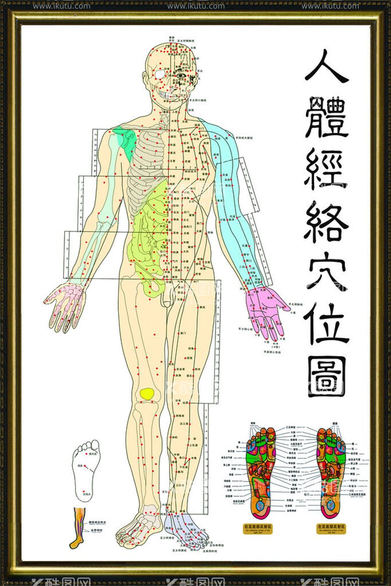 编号：83506011260028046409【酷图网】源文件下载-穴位图