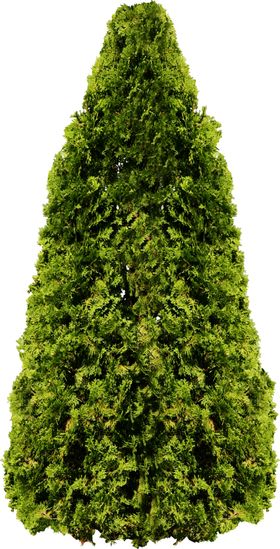 松树