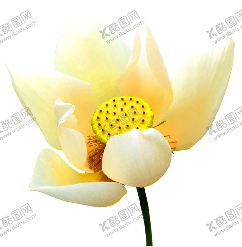 编号：52277407072236546134【酷图网】源文件下载-鲜花装饰