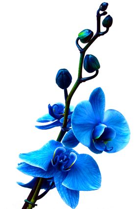 鲜花装饰