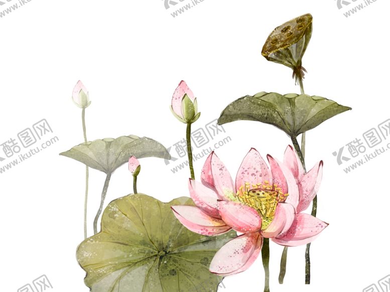 编号：38886310141511236528【酷图网】源文件下载-荷花莲花