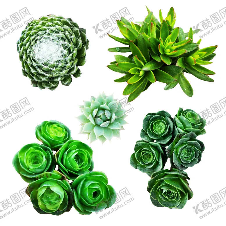 编号：92763410082308356543【酷图网】源文件下载-多肉植物