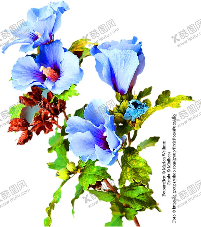 编号：38057205140307396915【酷图网】源文件下载-花素材