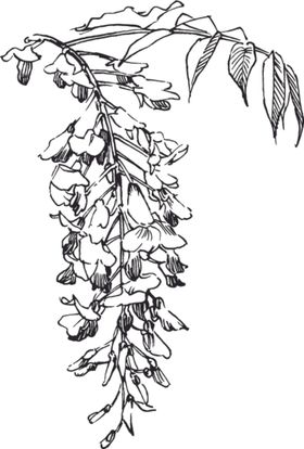 素描鲜花