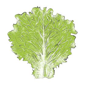 彩色素描蔬菜