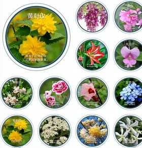 花卉